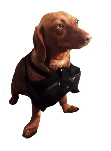 Meet Rudzia the wiggly sausage dog. She has an impeccable taste in lingerie.