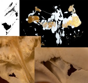 There's something wonderful about the fragility and intricacy of bone structures that almost remind me of lace...