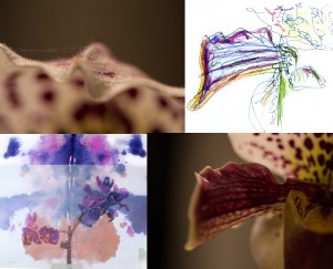 I adore the painterly tones in orchid petals and the softness of texture...